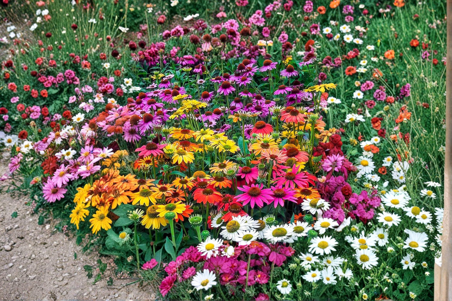 Mixed Color Coneflower Seeds 1000 Echinacea spp. Perennial Wildflower Seeds for Garden Planting