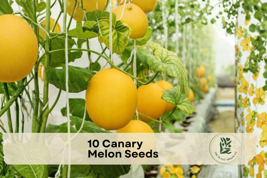 10 Canary Melon Seeds - Fruiting Vine, Golden Yellow Cucumis melo, Perfect for Small Gardens & Trellises
