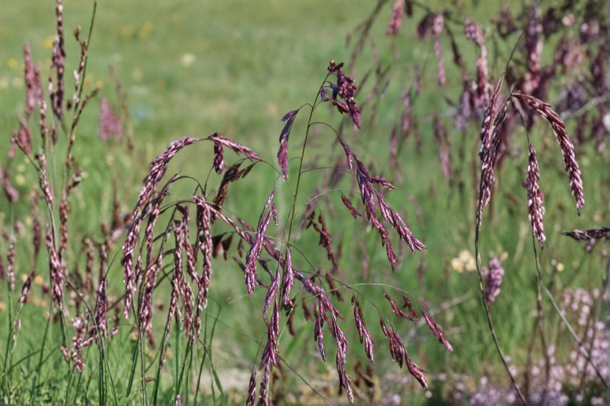 Purpletop Tridens Grass Seeds – Ornamental Perennial Grass for Native Prairie Gardens, Tridens flavus
