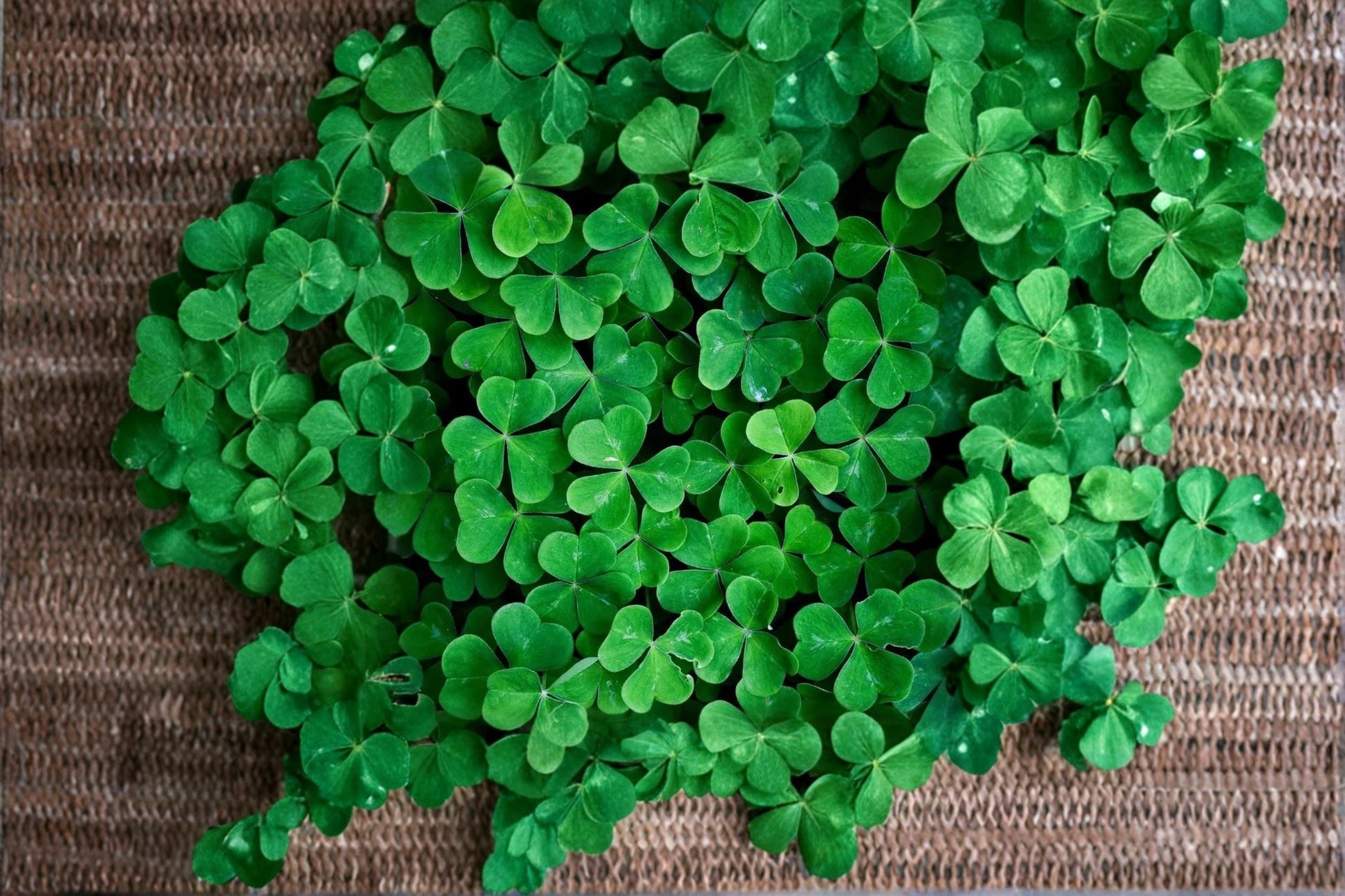 White Clover Seeds – 1,000 Perennial Ground Cover Seeds for Lawns, Landscaping, Trifolium repens