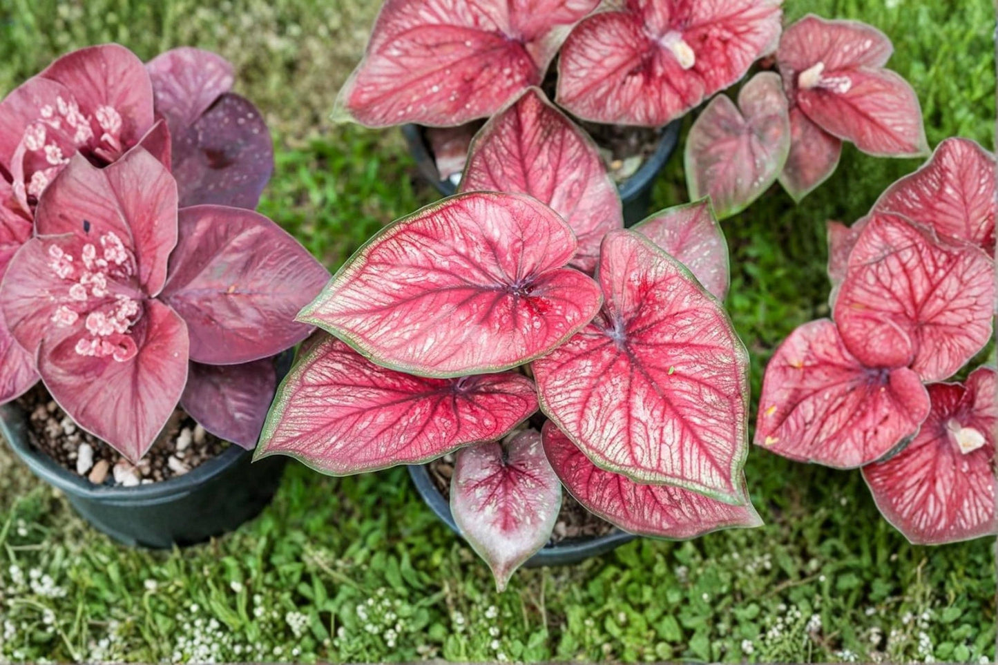 Sweetheart Caladium Bulbs – Caladium bicolor Fancy Leaf Tropical Ornamental Bulbs for Shade Gardens