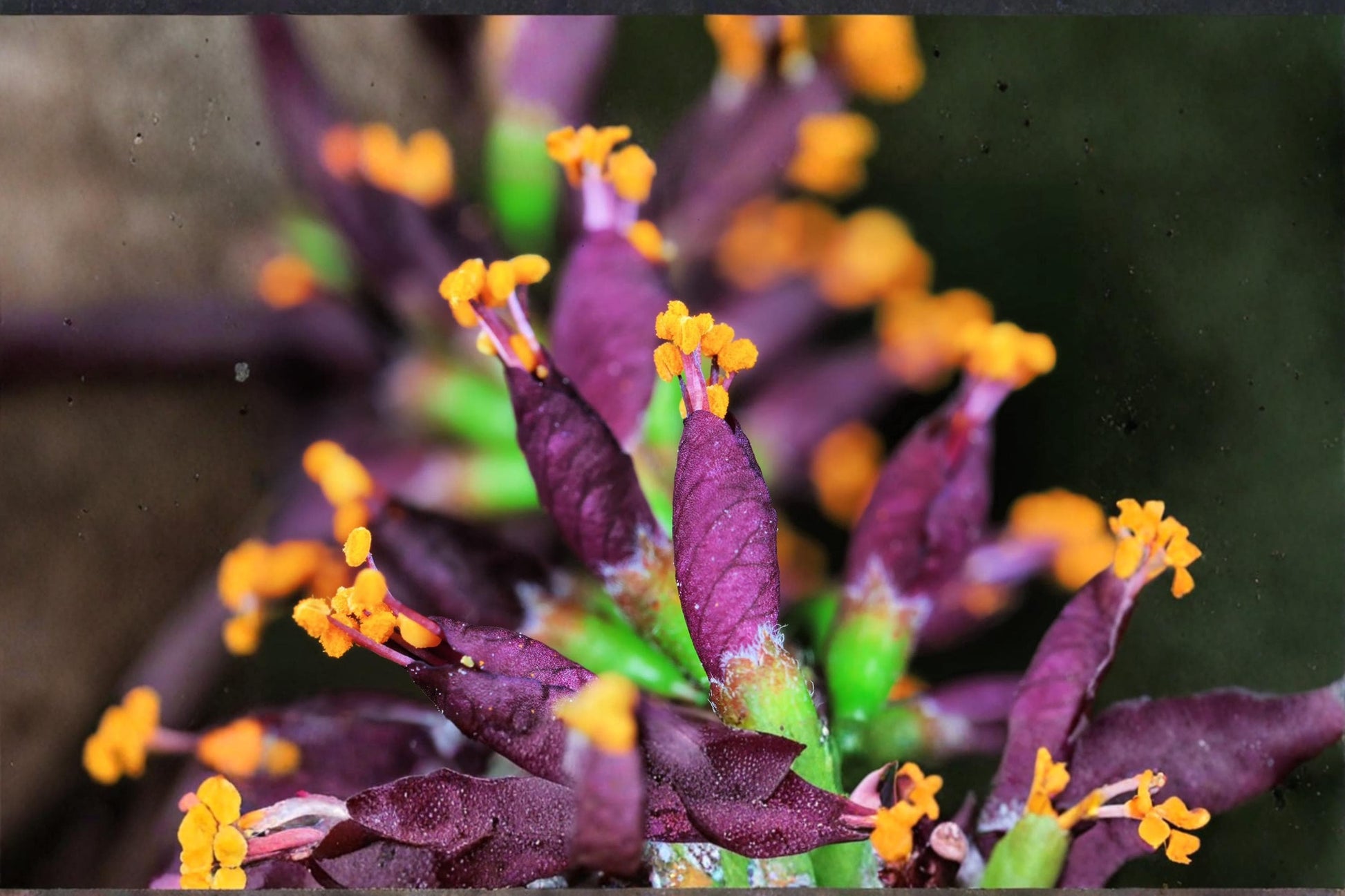 False Indigo Bush Seeds – Amorpha fruticosa Native Shrub with Purple Flowers, Ornamental Wildlife Plant, 100 Seeds
