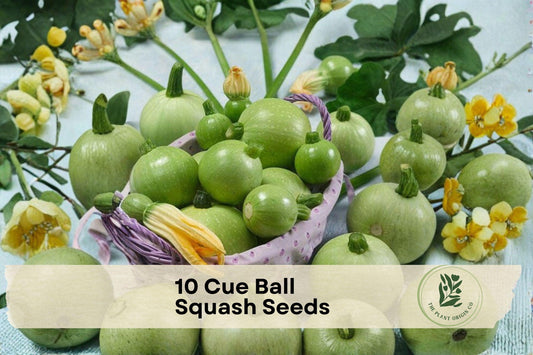 10 Cue Ball Squash Seeds – Round Summer Squash Cucurbita pepo, Light Green, 2–3 Inch Fruits, High Yield, Garden & Container Growing