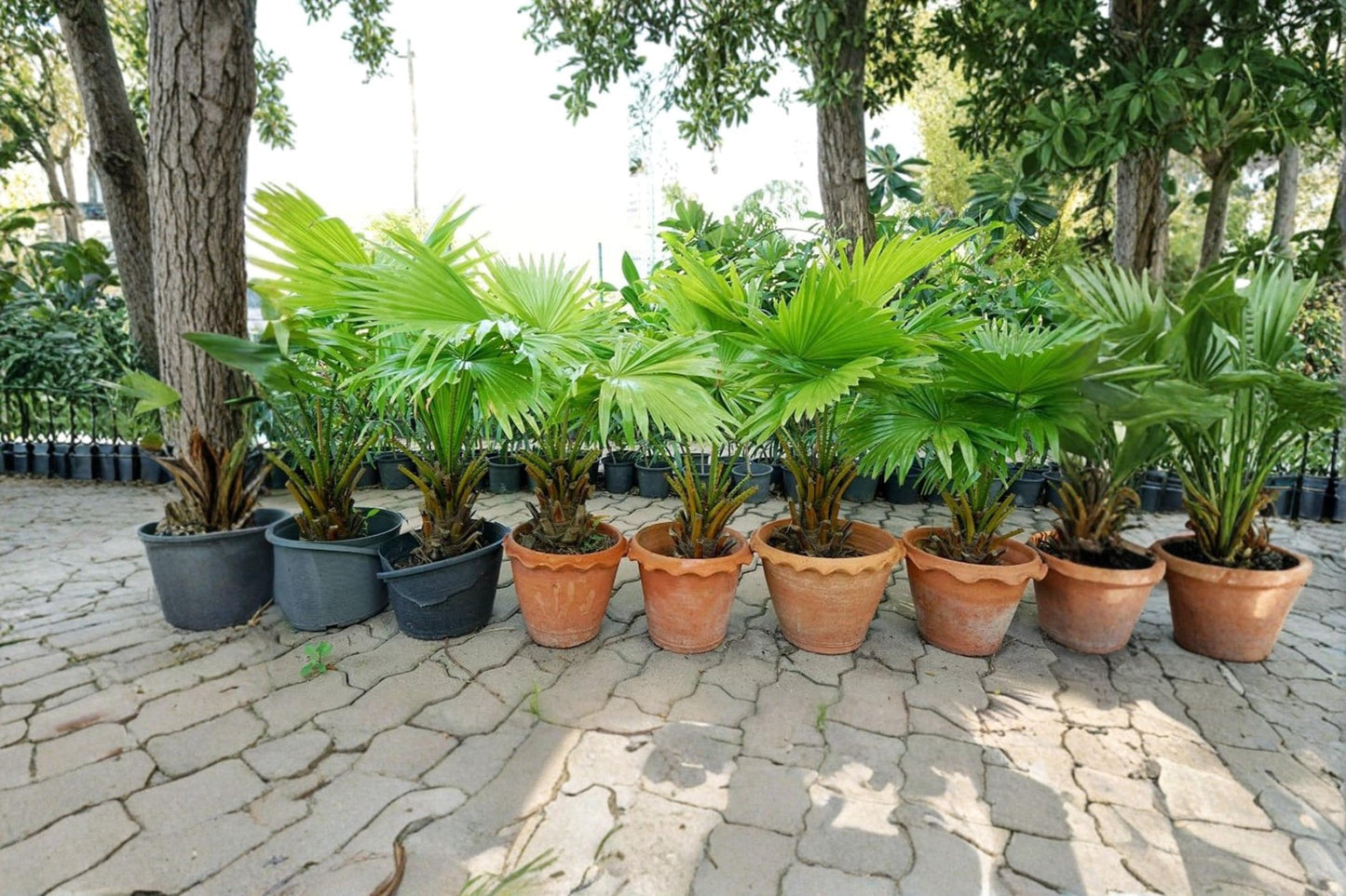 Palmetto Palm Seeds – Sabal palmetto Fan Palm for Tropical Gardens & Landscape Planting