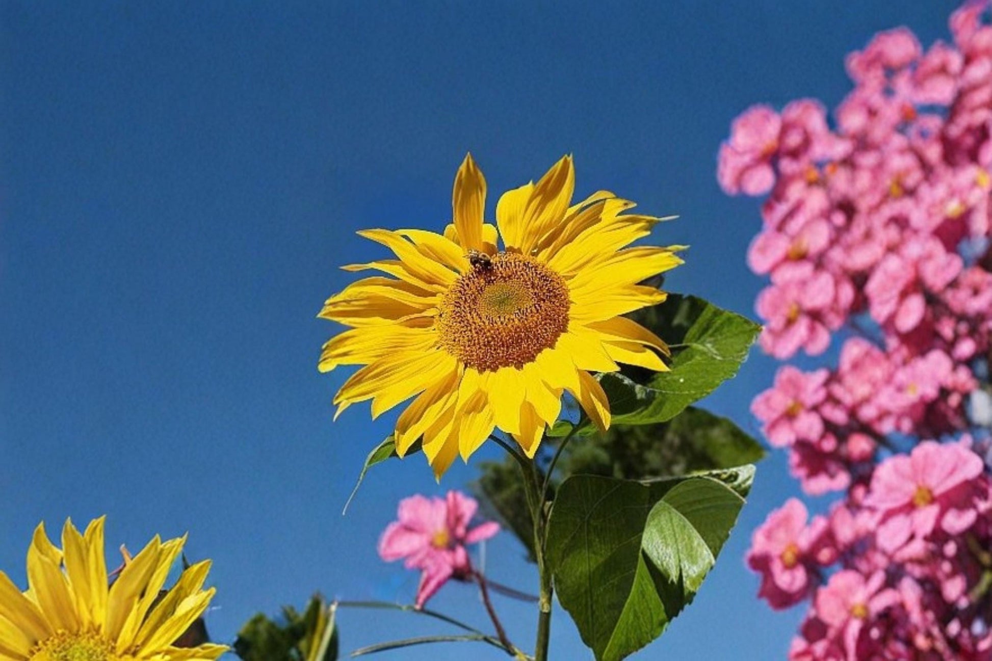 Mammoth Sunflower Seeds – Helianthus annuus Large Bright Yellow Annual Flower for Garden Planting