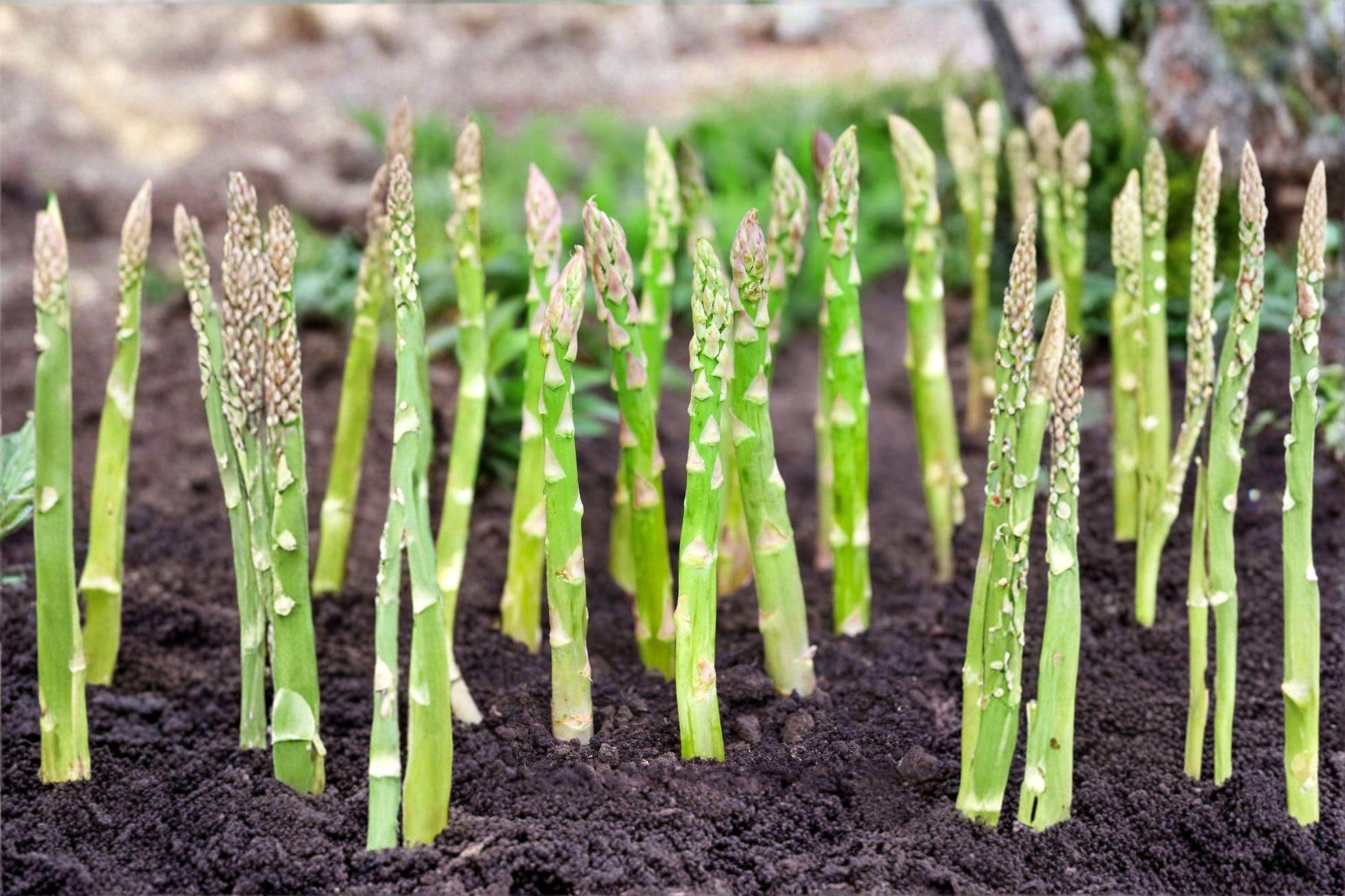 Millennium Asparagus Crowns – 2-Year Bare Root Perennial Vegetable Plants – Asparagus officinalis for Home Gardens