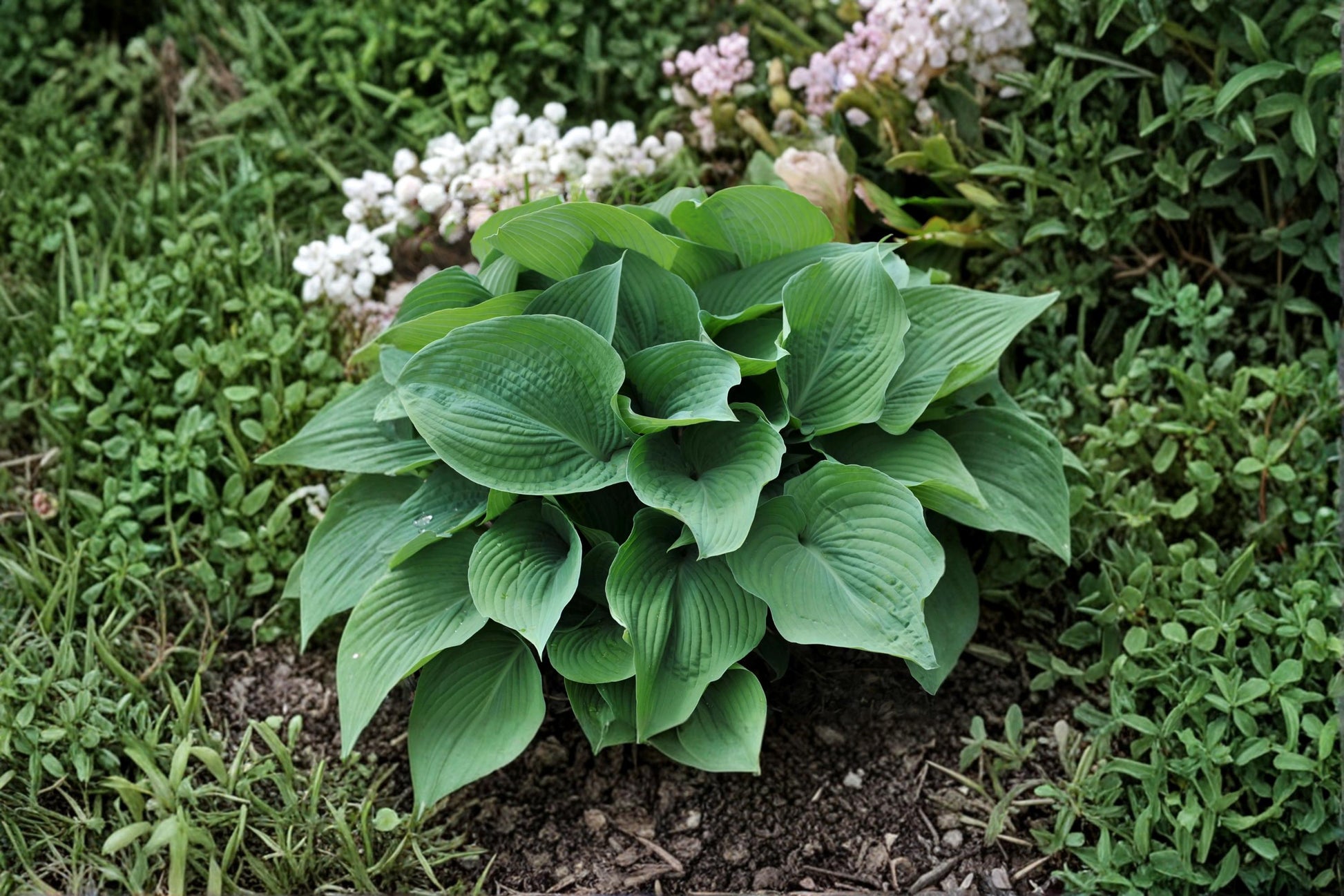 Blue Angel Hosta Roots – Perennial Shade Garden Live Bare Root Divisions, Hosta 'Blue Angel' Foliage Plants