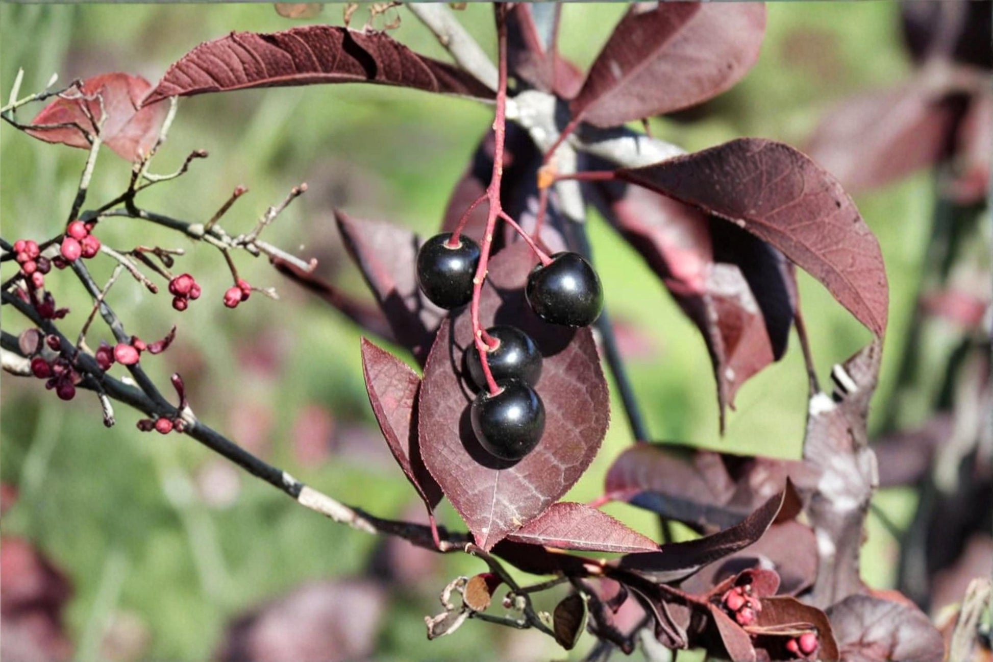 Shubert Chokecherry Seeds – Prunus virginiana 'Schubert' Ornamental Purple Leaf Tree for Landscaping & Garden