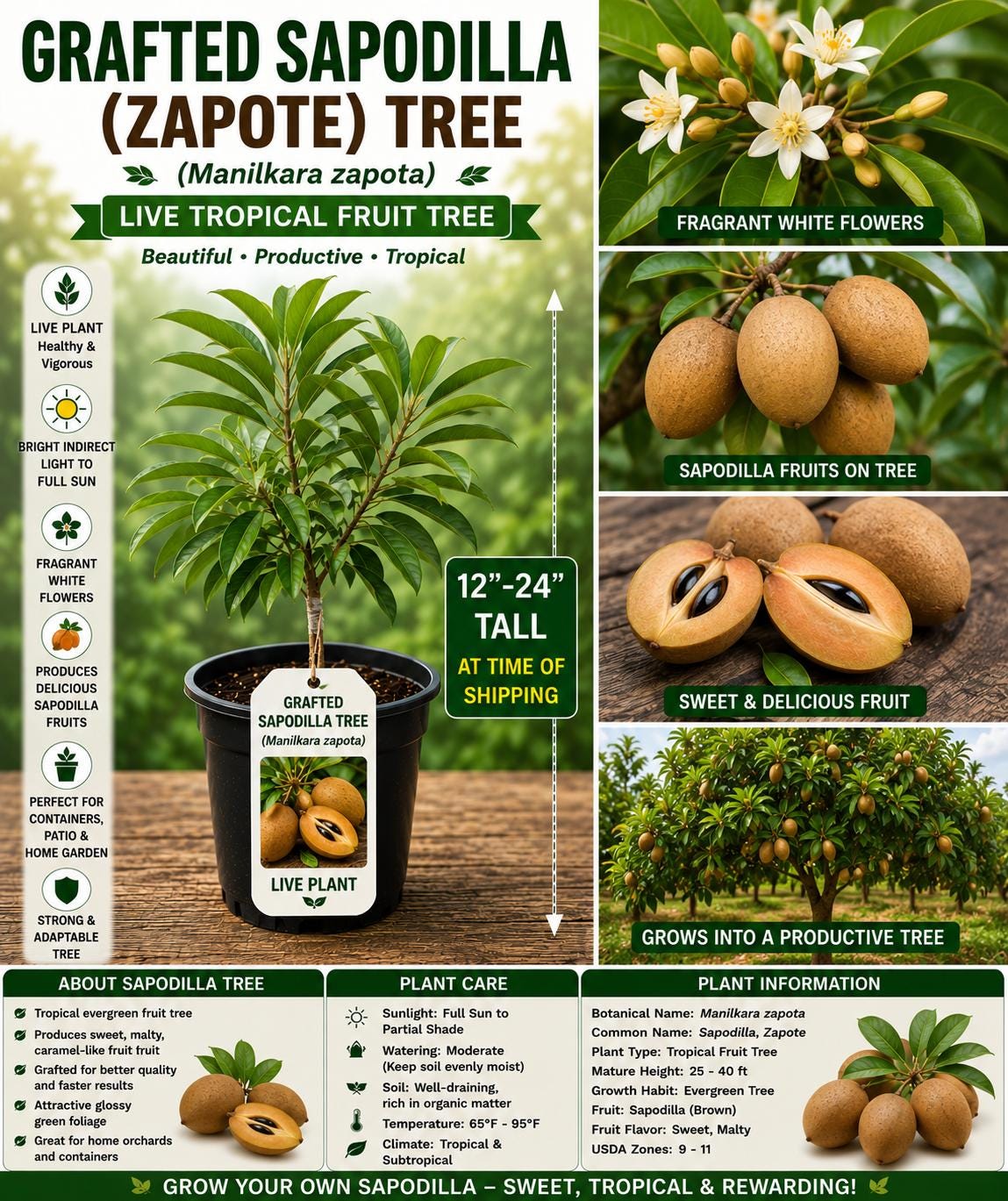 Grafted Sapodilla Tree Live Plant – Tropical Fruit Tree Starter – Manilkara zapota 12"-24" for Garden, Patio, Orchard