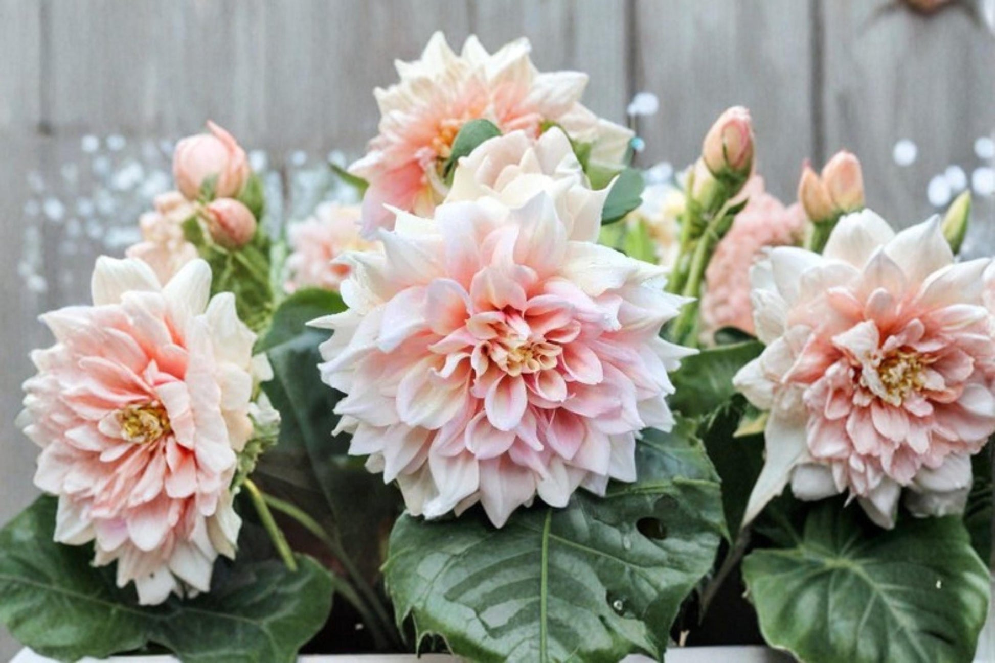 Giant Dinnerplate Dahlia Seeds – Mixed Color Dahlia pinnata Flower Seeds for Borders, Containers & Garden Beds