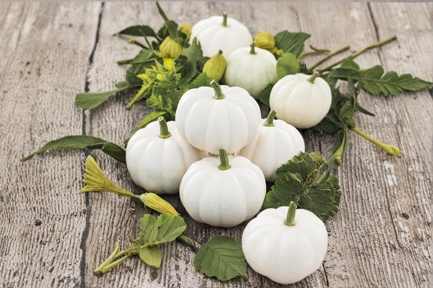 Yeti Pumpkin Seeds – White Ornamental Cucurbita maxima for Fall Garden and Decorative Planting