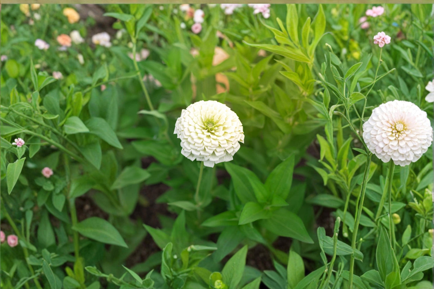 Polar Bear Dahlia Seeds – White Flowering Ornamental Plant for Garden Beds & Borders – Dahlia pinnata