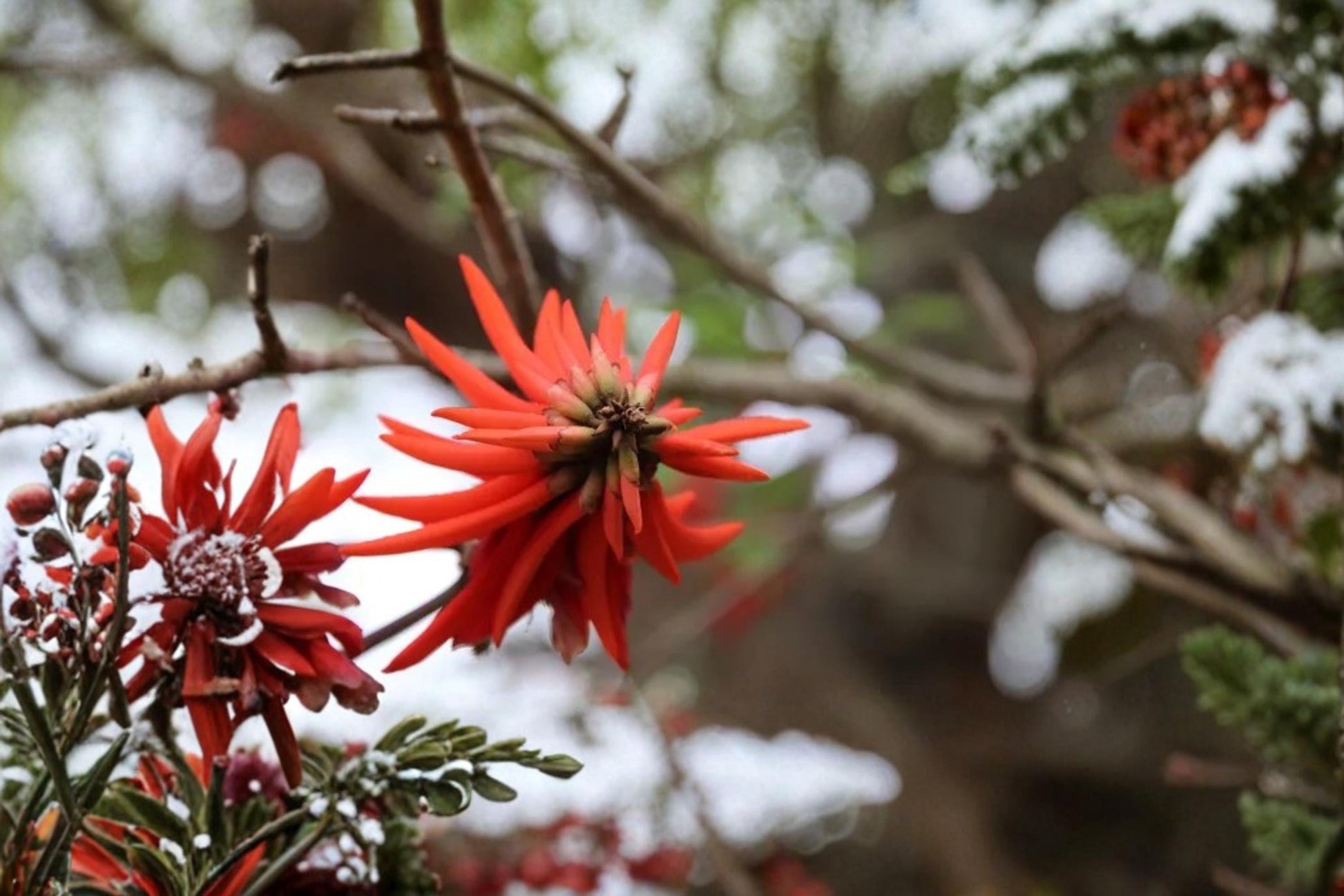 Kaffir Coral Tree Seeds 20ct – Erythrina caffra Ornamental Flowering Tree for Garden Landscape
