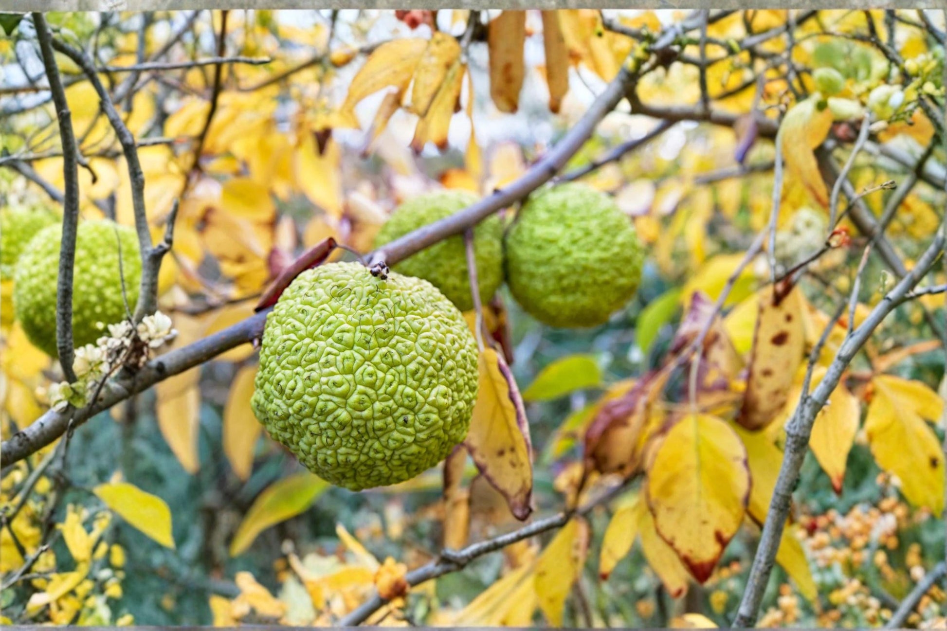 Hedge Apple Seeds 10ct – Maclura pomifera Ornamental Tree for Landscaping & Windbreaks