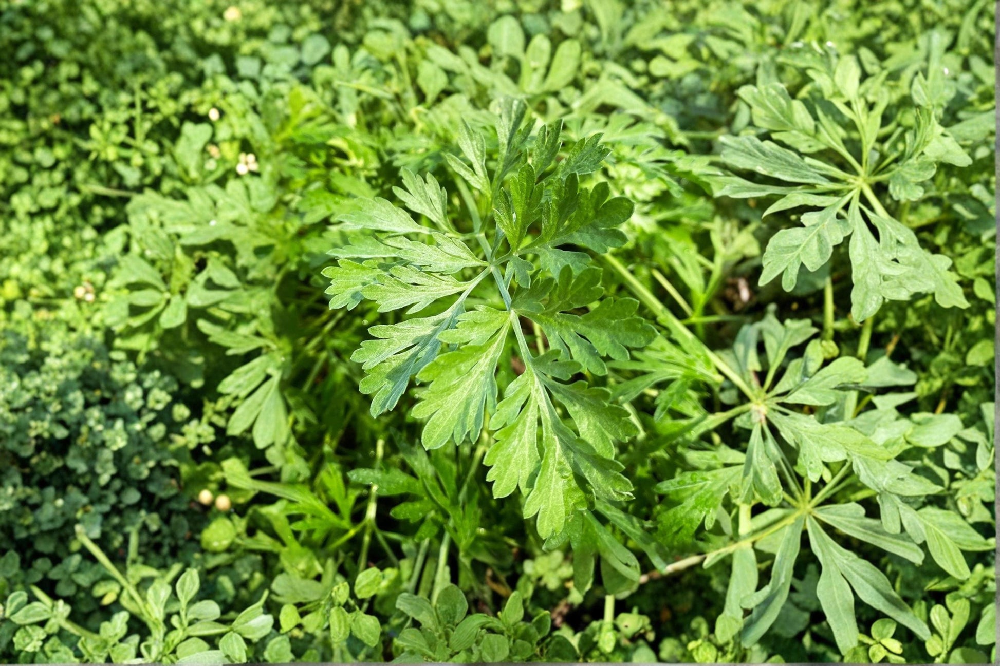 Mugwort Herb Seeds 100 Count – Artemisia vulgaris Wild Wormwood Perennial Garden Herb