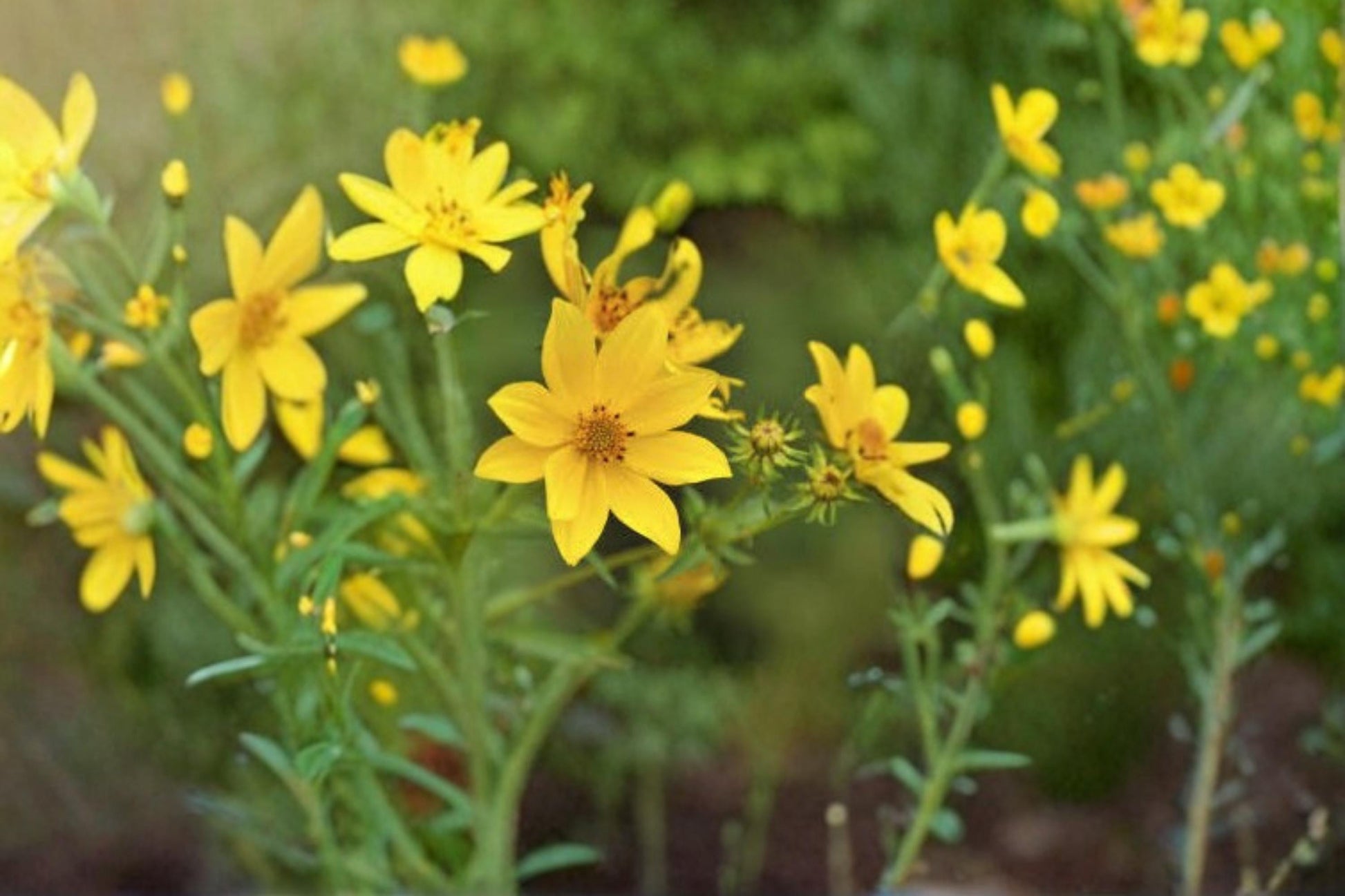 Yellow Swamp Marigold Seeds 100 Count – Bidens aristosa var. mutica Native Wildflower Seeds for Pollinator Gardens