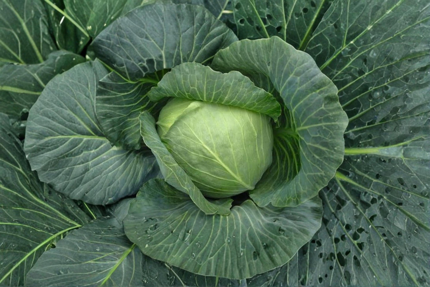 Bronco Cabbage Seeds – Brassica oleracea var. capitata, Green Head, Vegetable Garden Planting Seeds