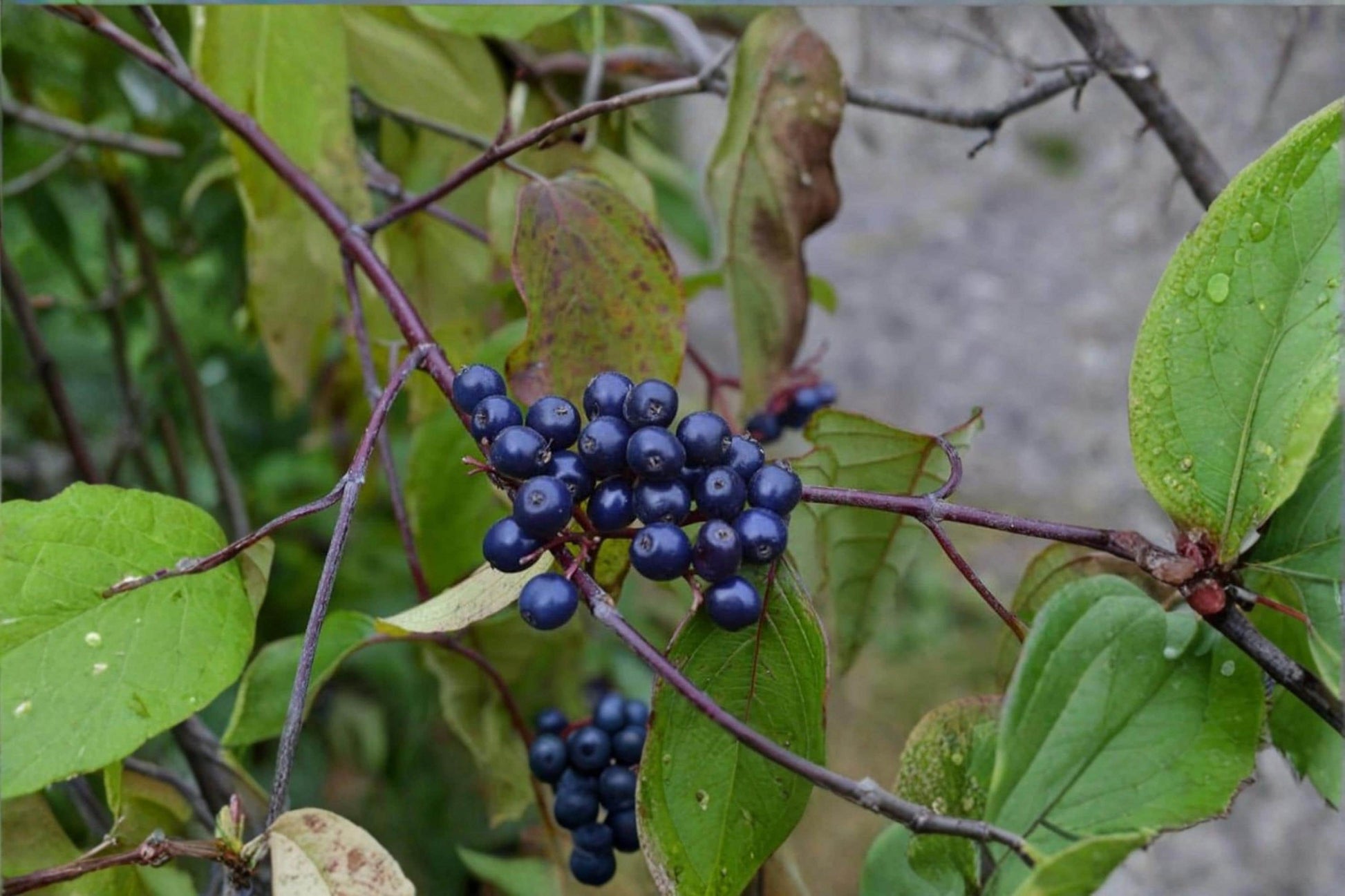 Silky Dogwood Seeds 30 Cornus amomum Native Shrub for Wildlife, Ornamental Berry Producing Plant, Deciduous Garden Seeds