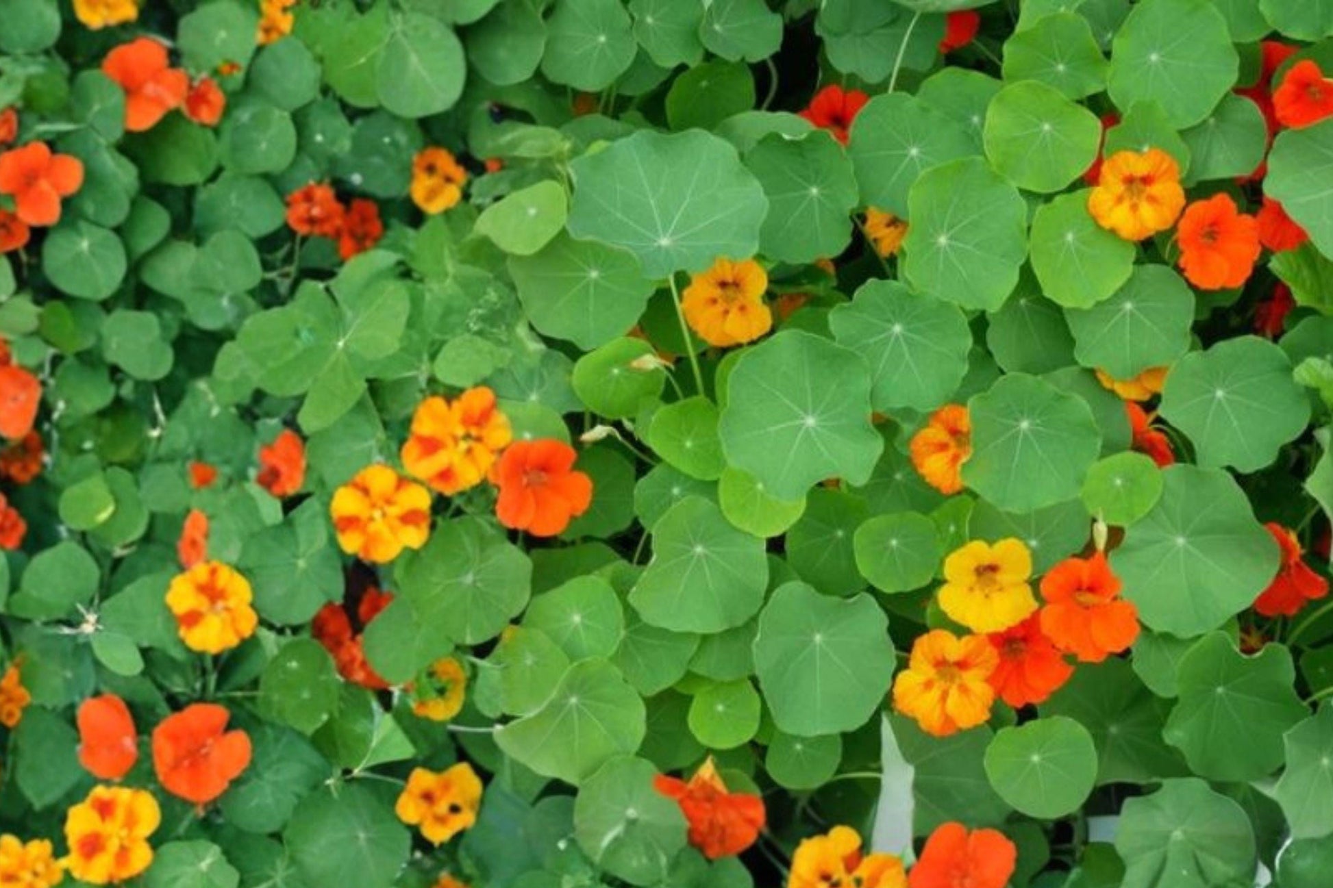 Jewel Mix Nasturtium Seeds – Dwarf Edible Flower Seeds for Garden, Container, and Border – Tropaeolum majus