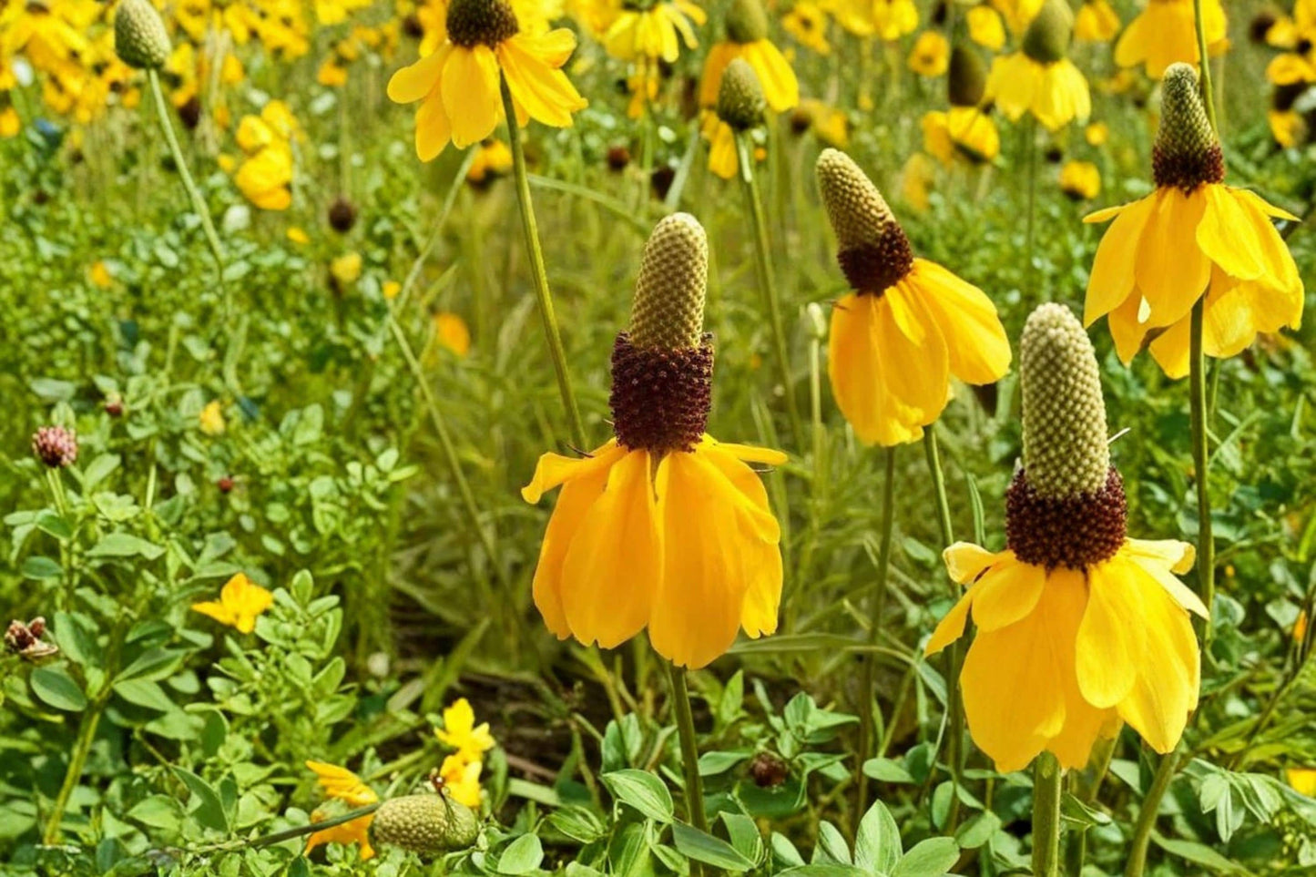 Long Headed Coneflower Seeds 100 Count | Ratibida columnifera Wildflower Seeds for Prairie Gardens & Pollinator Gardens