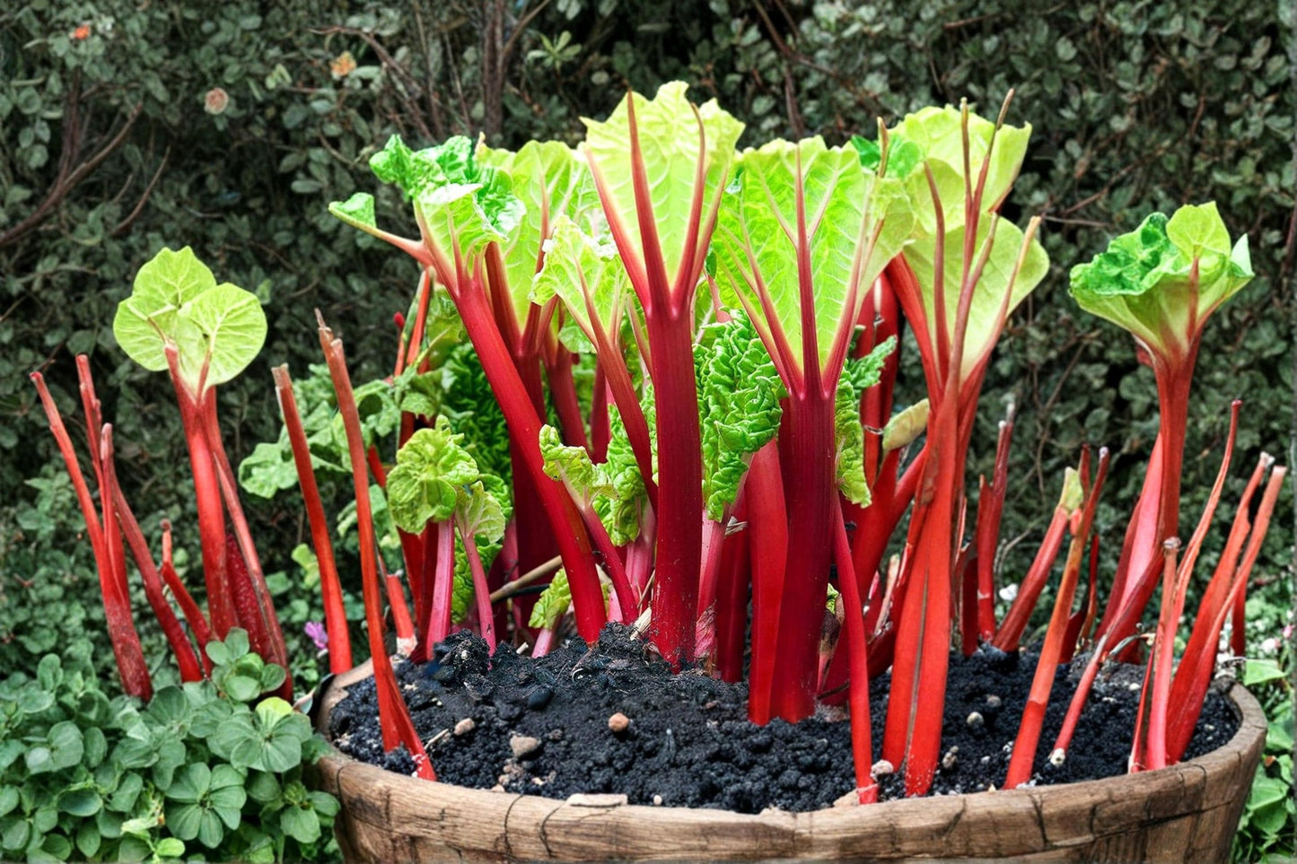 Victoria Rhubarb Seeds 50+ Count | Rheum rhabarbarum Perennial Vegetable & Ornamental Foliage