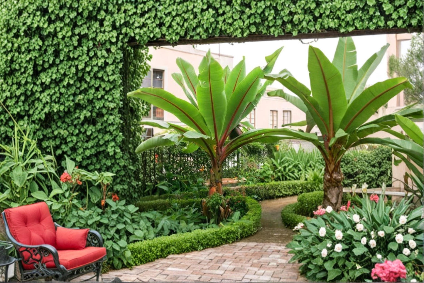 Abyssinian Banana Tree Seeds – Ensete ventricosum Ornamental Tropical Plant for Garden & Landscape
