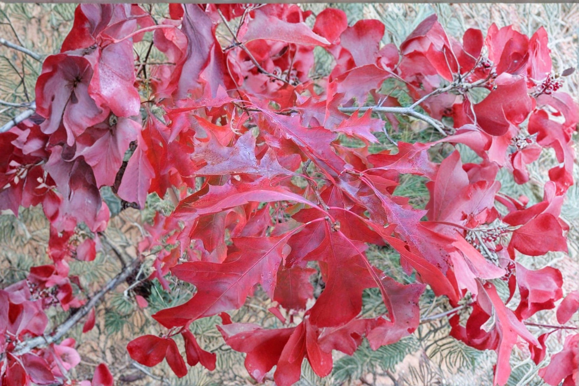 Scarlet Oak Tree Seeds – Quercus coccinea for Planting, Native Shade Tree, Ornamental Oak, Reforestation, Landscape