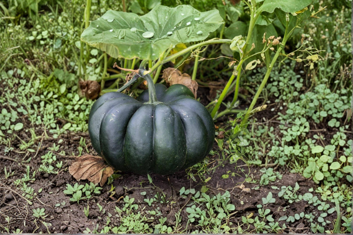 Black Kat Pumpkin Seeds – 10 Seeds, Ornamental Cucurbita pepo, Dark Black Pumpkin for Fall Decor & Garden Display