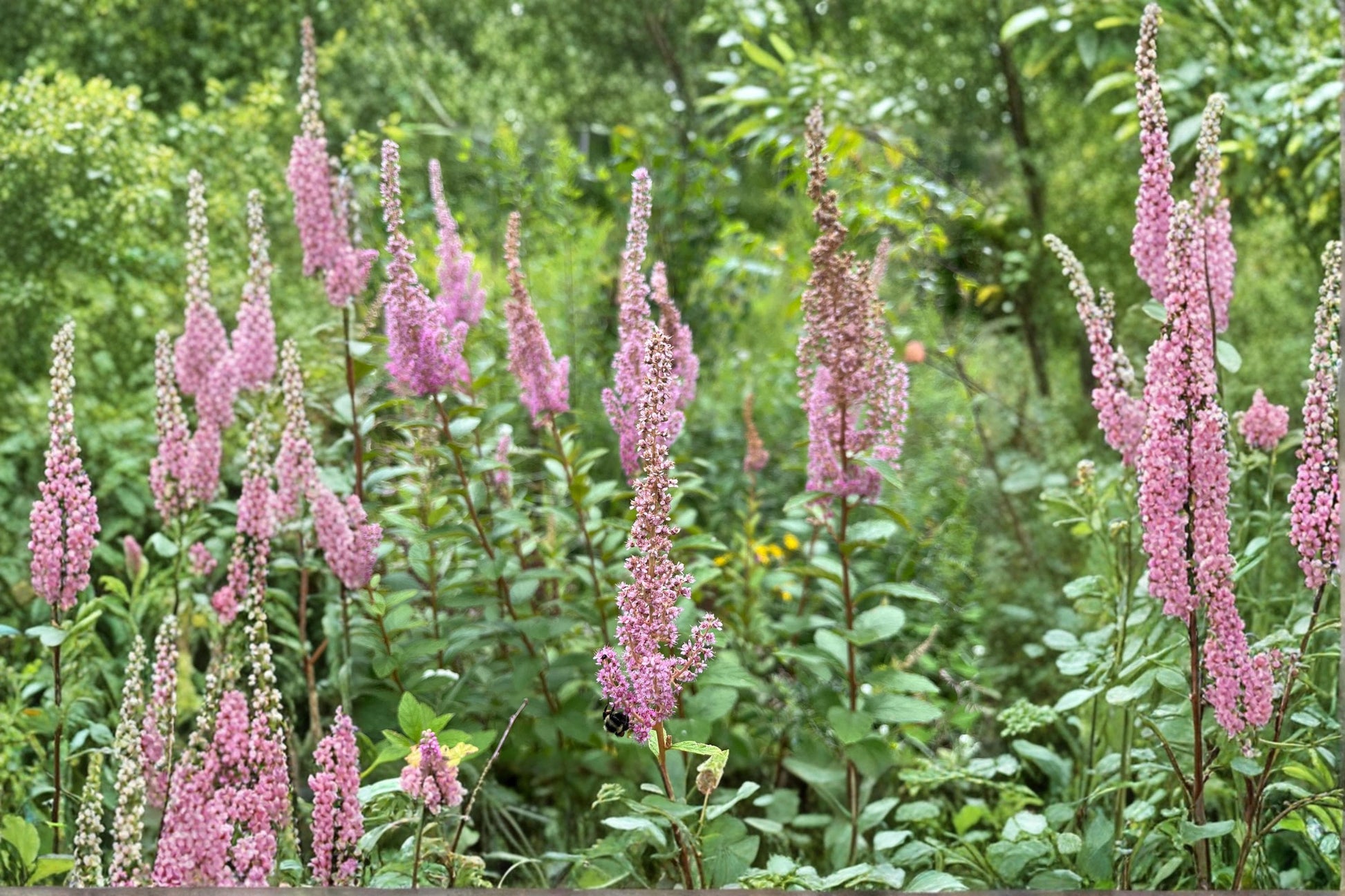 Steeple Bush Seeds – 100 Pink Spiraea tomentosa Ornamental Wildflower for Native Gardens and Wetlands