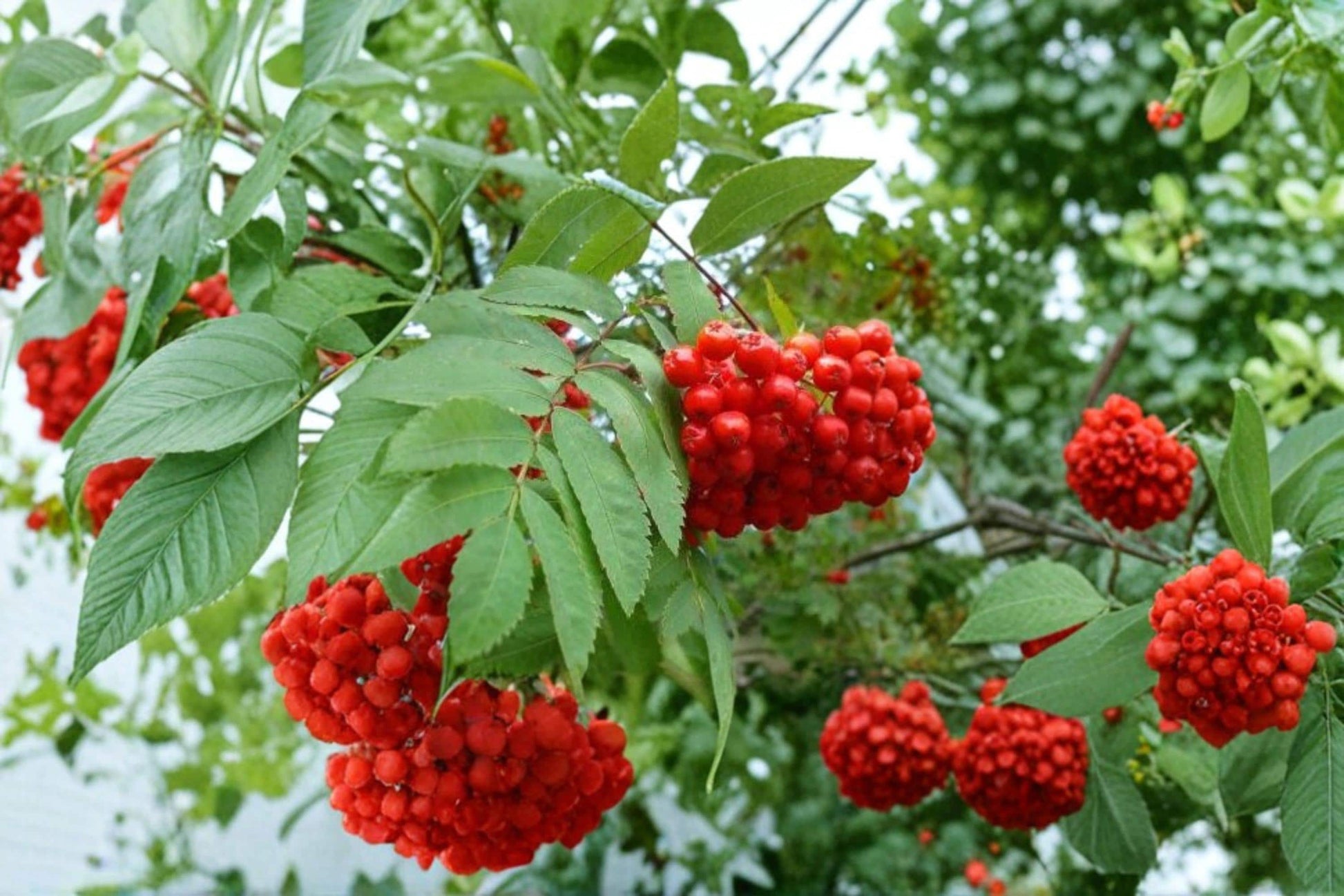Mountain Ash Seeds 50+ | Sorbus aucuparia Ornamental Tree Seeds for Garden & Landscape Planting