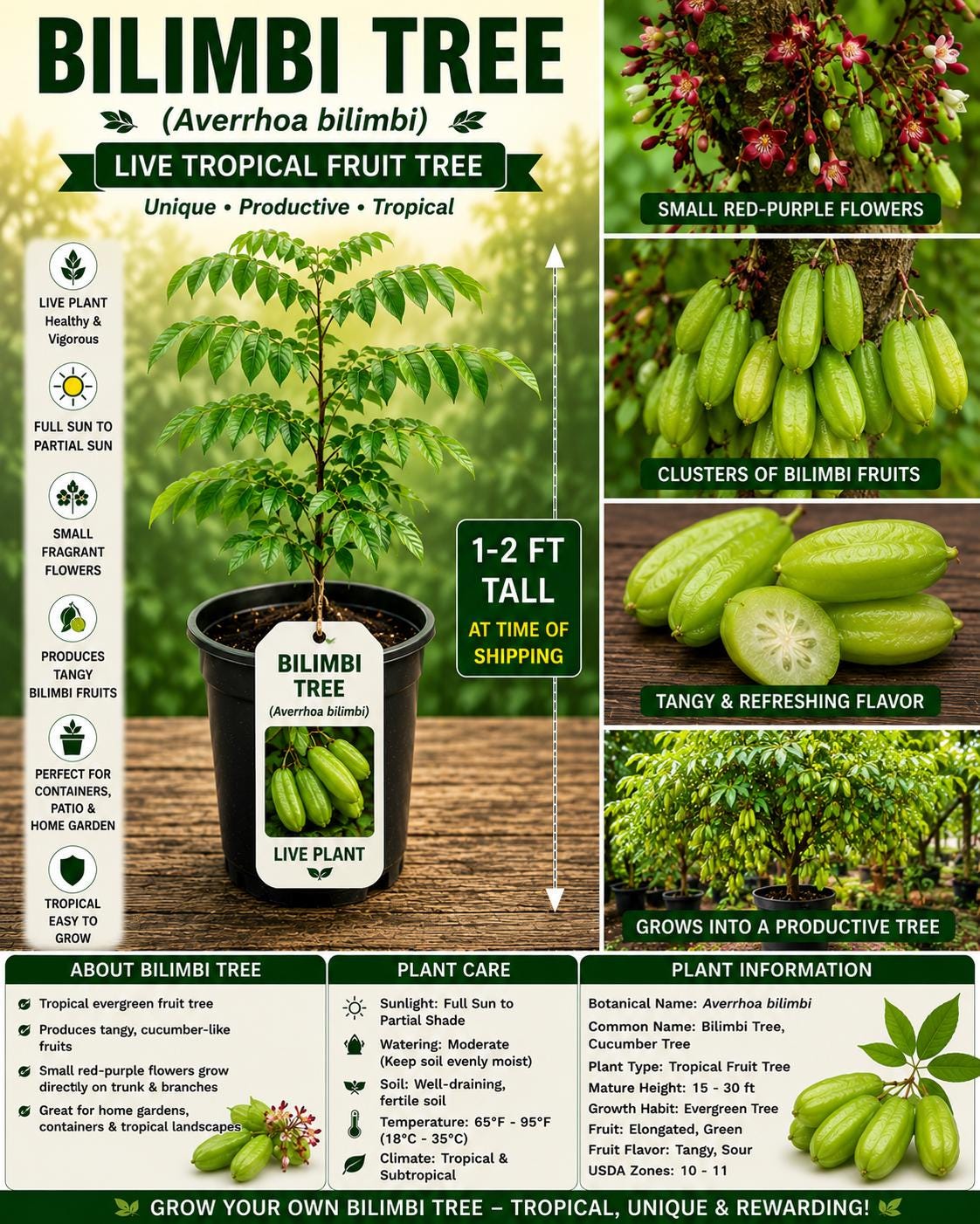 Live Bilimbi Tree – USDA Certified 1–2 Ft Tropical Fruit Tree – Averrhoa bilimbi Cucumber Tree for Warm Climates