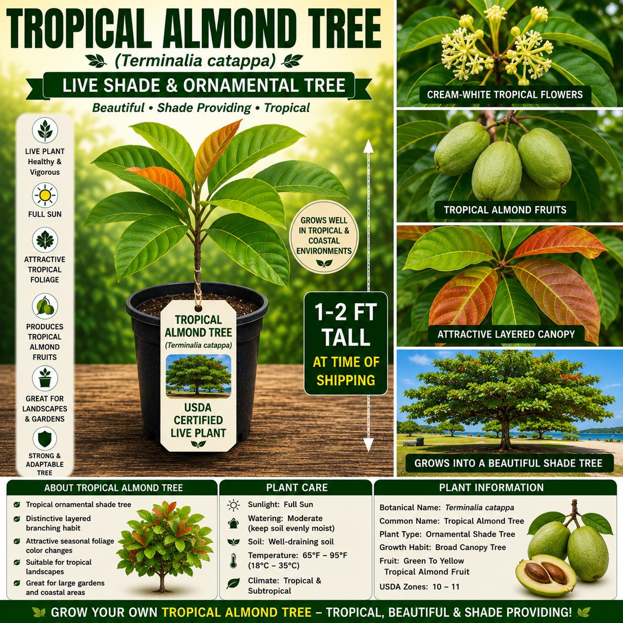Tropical Almond Tree Live Plant 1–2 Ft, Ornamental Shade Tree, Terminalia catappa, USDA Certified