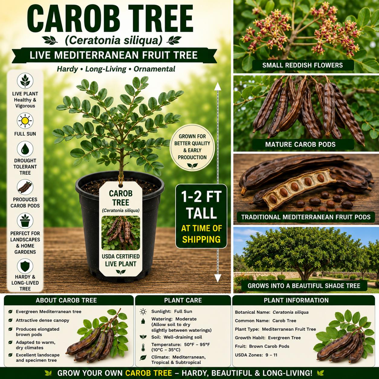 Carob Tree Live Plant 1–2 Ft Ceratonia siliqua Mediterranean Fruit Tree USDA Certified