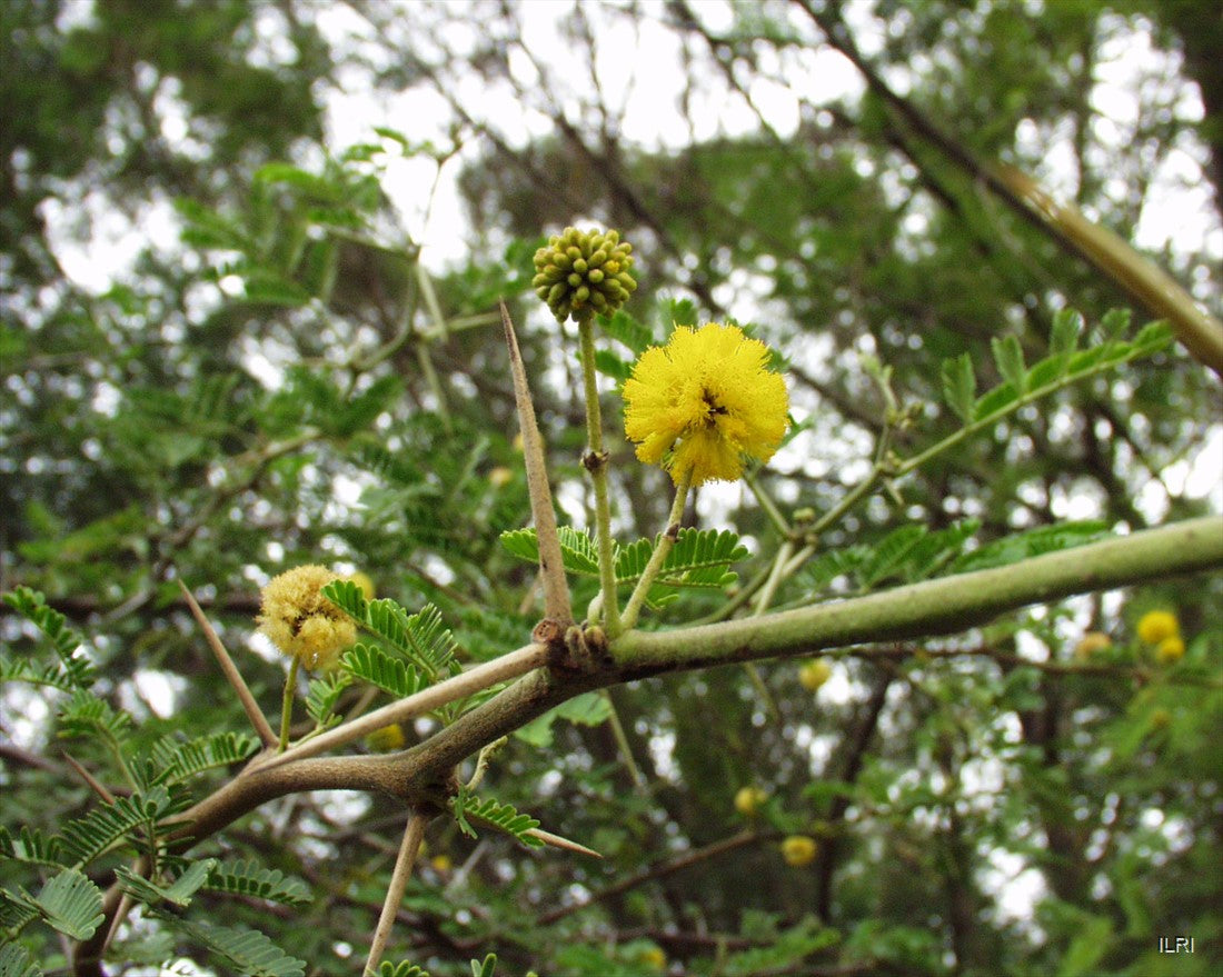 Acacia arabica Seeds – Vachellia nilotica Babul Tree, Gum Arabic, Egyptian Thorn Acacia (5 Seeds)