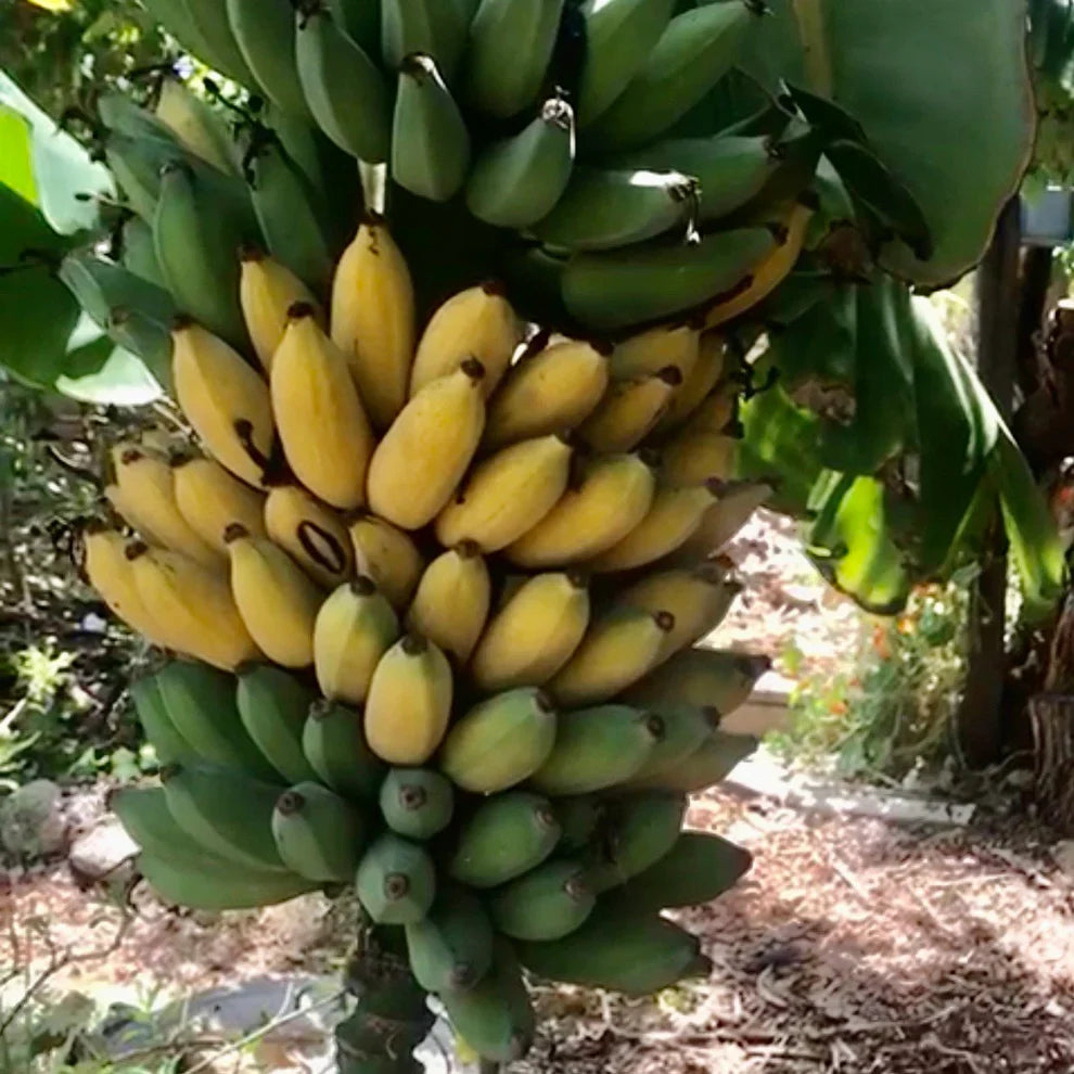 Goldfinger Dwarf Banana Plant Live Starter Tree – FHIA-01 Cold & Disease Resistant Edible Fruit