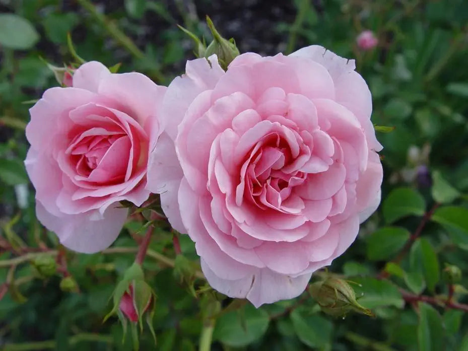 Super Rare Bonica Rose Cuttings (3) – Rosa ‘Bonica 82’ Pink Floribunda Unrooted Cuttings for Rooting or Grafting