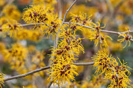 Basma Witch Hazel Live Plant – 12 Inch Grafted Deciduous Shrub with Deep Red Winter Blooms Hamamelis intermedia