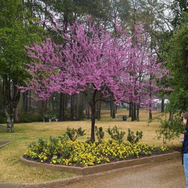Forest Pansy Redbud Tree Live Plant 4-6 Ft, Purple Foliage, Pink Flowers, Cercis canadensis, Ornamental Landscaping