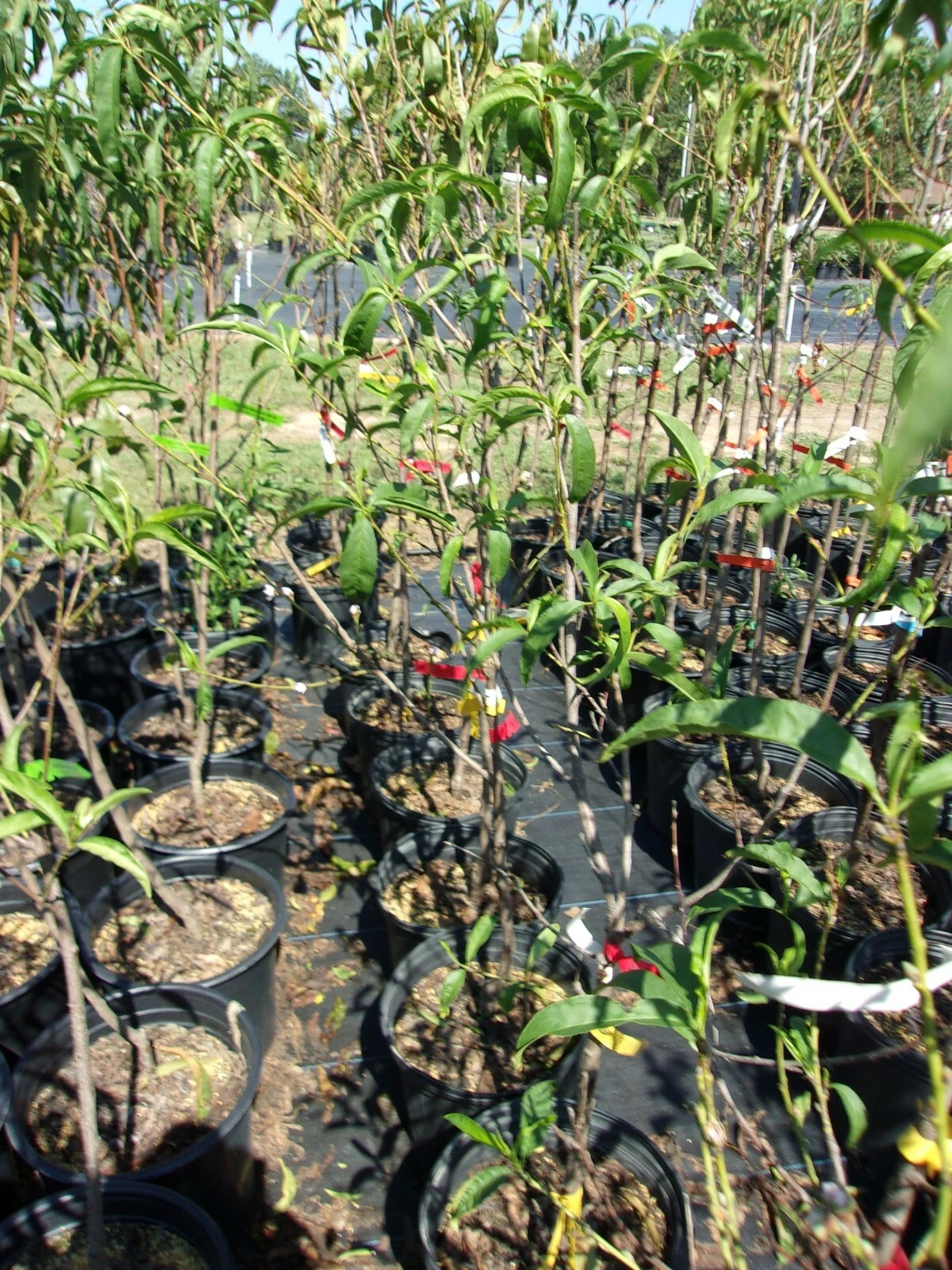 Nectarine Tree 4-6 ft Jolly Red Giant Prunus persica var. nucipersica Fruit Tree for Outdoor Garden Orchard