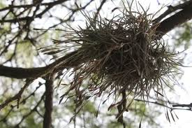 Live Air Plants 6 Pack - Texas Ball Moss (Tillandsia recurvata) Small Epiphytic Plants