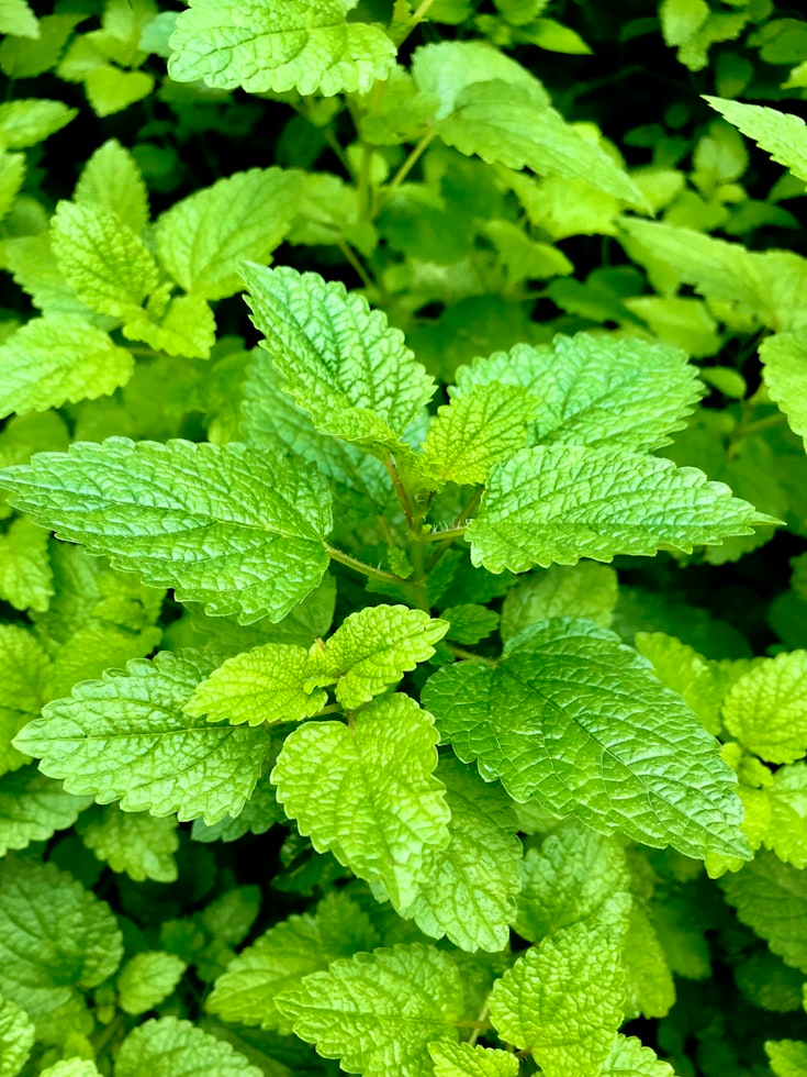 Germander Live Plant | Rooted Perennial Herb | Teucrium chamaedrys | Compact, Full Sun, Border, Cottage Garden