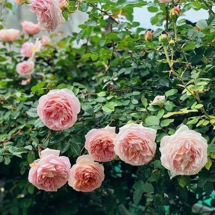 Abraham Darby Rose Bush | David Austin English Rose | Apricot-Pink, Fragrant, Repeat Bloomer | Live Bare Root Plant
