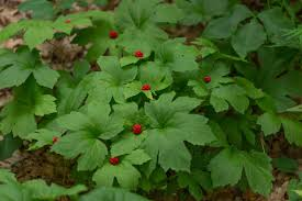 10 Goldenseal Bare Roots M–XL Size – Hydrastis canadensis Woodland Perennial