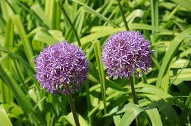 Millennium Ornamental Onion Live Plant – Allium 'Millenium' in 2.5 Inch Pot