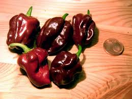 3 Live Chocolate Dragon’s Breath Pepper Plants – Capsicum chinense, 75+ Days Old