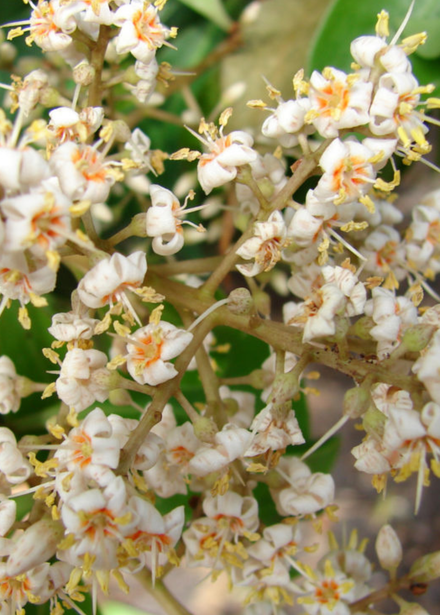 Marlberry Shrub, Evergreen, Edible Fruit, Ardisia squamulosa, Wildlife Habitat Plant