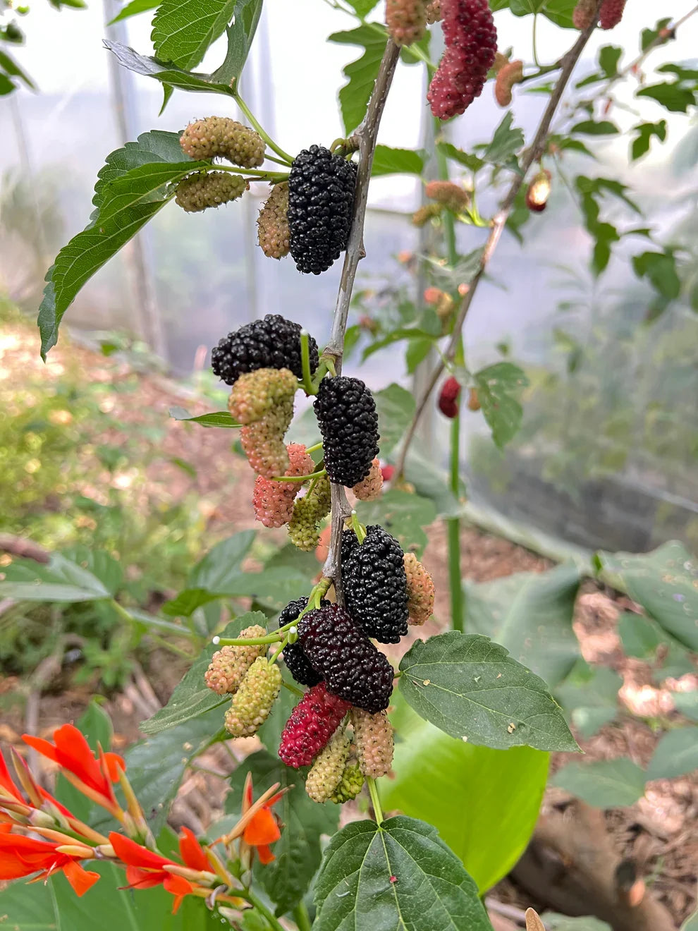 Black Mulberry Tree Cuttings Morus nigra 'Shangri-La' for Rooting and Propagation
