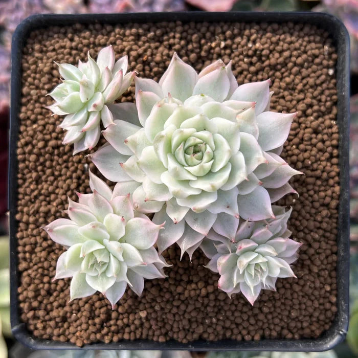 Echeveria ‘Margaret’ Rare Succulent Plant 2–3 Inches Live Bare Root Indoor Outdoor Decor Easy Care Pastel Green Pink