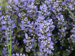 Chocolate Chip Ajuga Live Plants – 3 Rooted Starters in 1 Qt Pots, Ground Cover Perennial, Shade Garden, Blue Flowers, Ajuga reptans