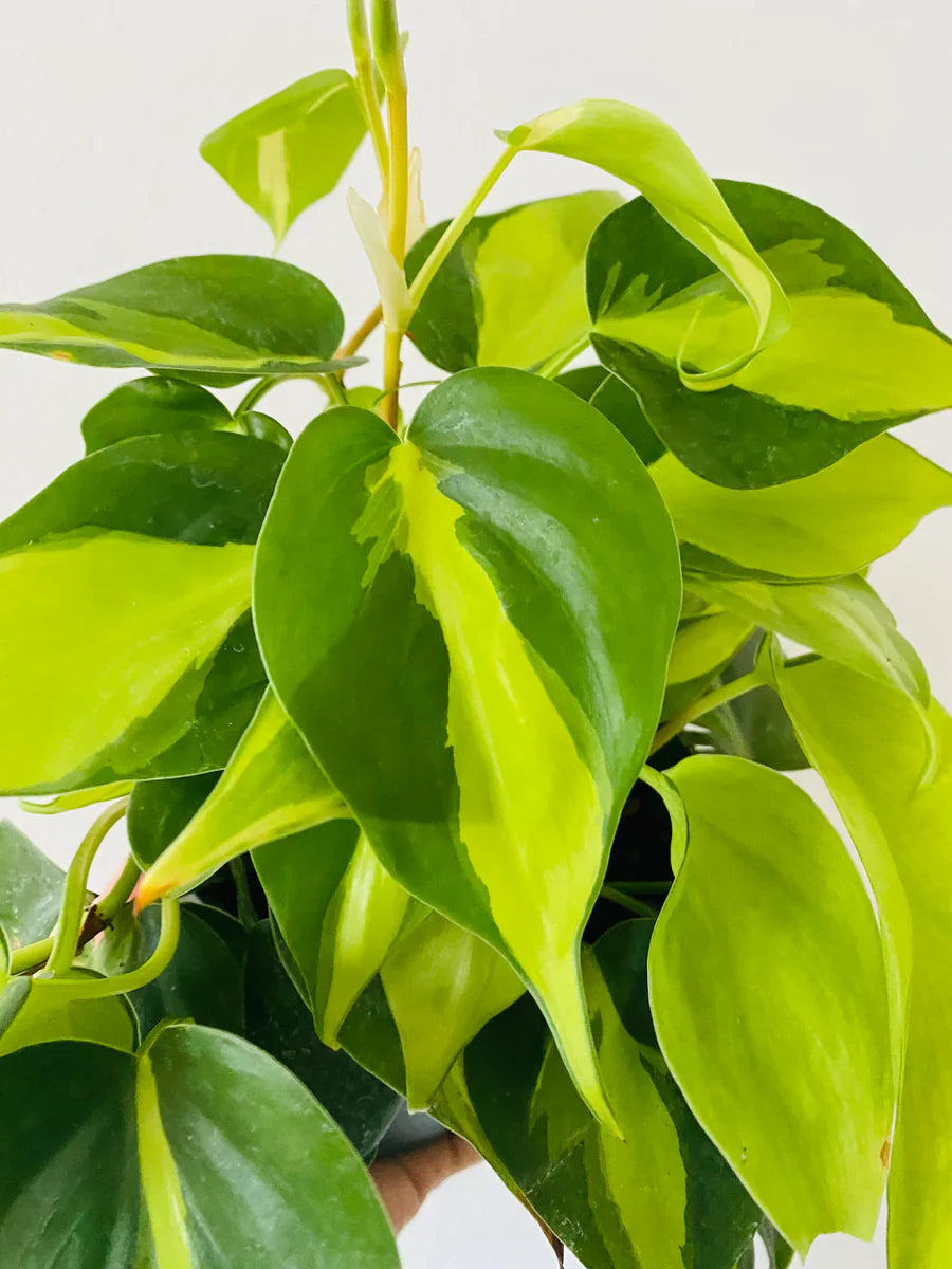 Philodendron Brasil Rooted Cutting – Variegated Heartleaf Houseplant, Indoor Trailing Plant, Easy-Care Natural Decor